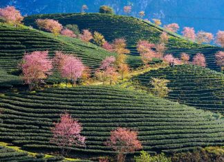 Đâu là nơi ngắm hoa đào ở Sapa đẹp nhất dành cho du khách? Đâu là nơi ngắm hoa đào ở Sapa đẹp nhất dành cho du khách?